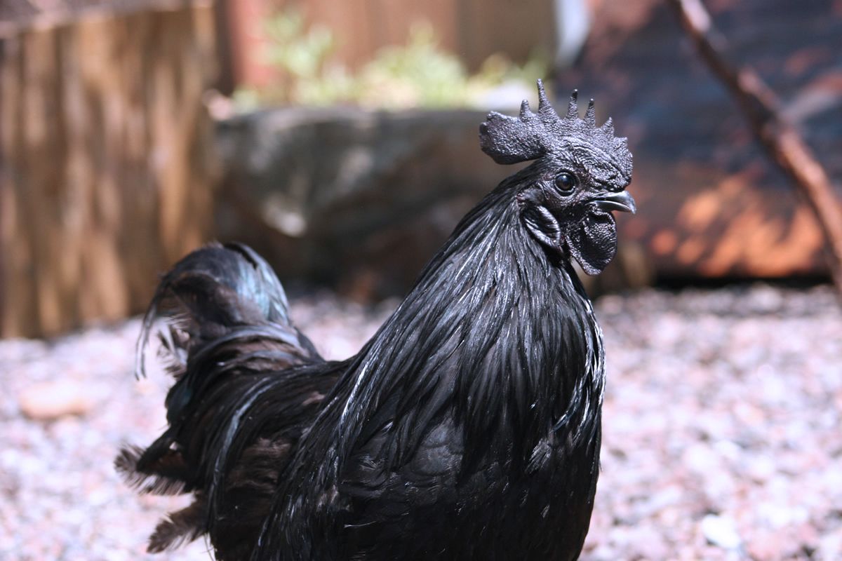 доминант маран цыплята. петух аям цемани. растрепанный петух. гербильская порода кур. порода кур с черным гребнем.