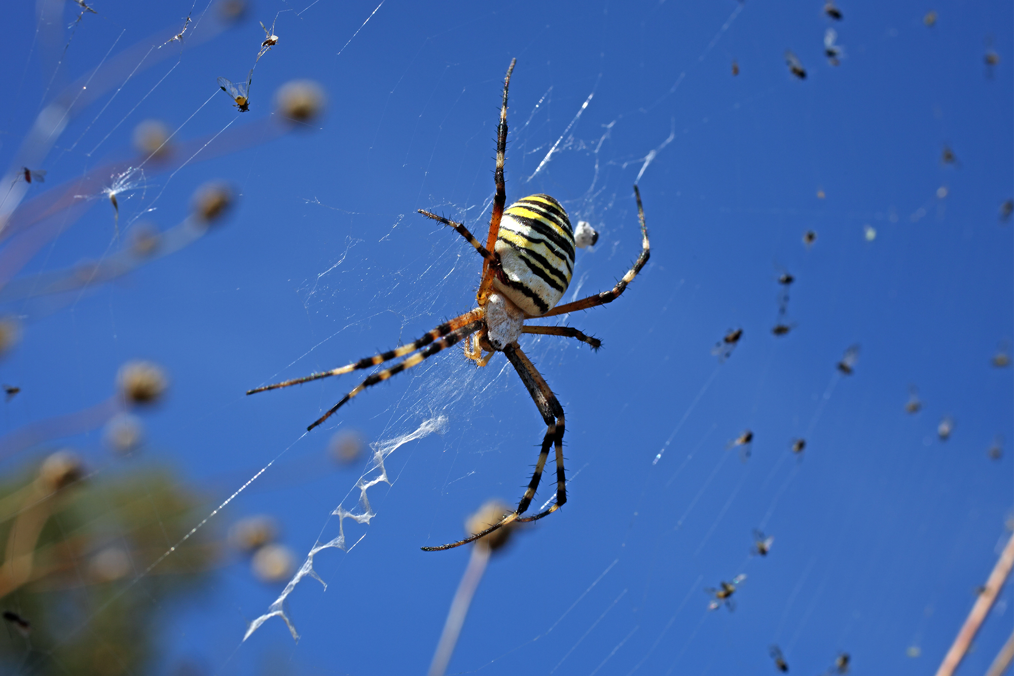 Во сне видеть паука. Araneus паутина. Паук на выборах. К чему снятся пауки насекомые. Паук сонник.